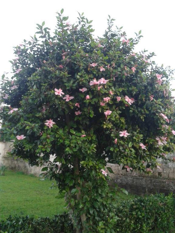 La Casa Delle Farfalle Bed & Breakfast Syracuse المظهر الخارجي الصورة